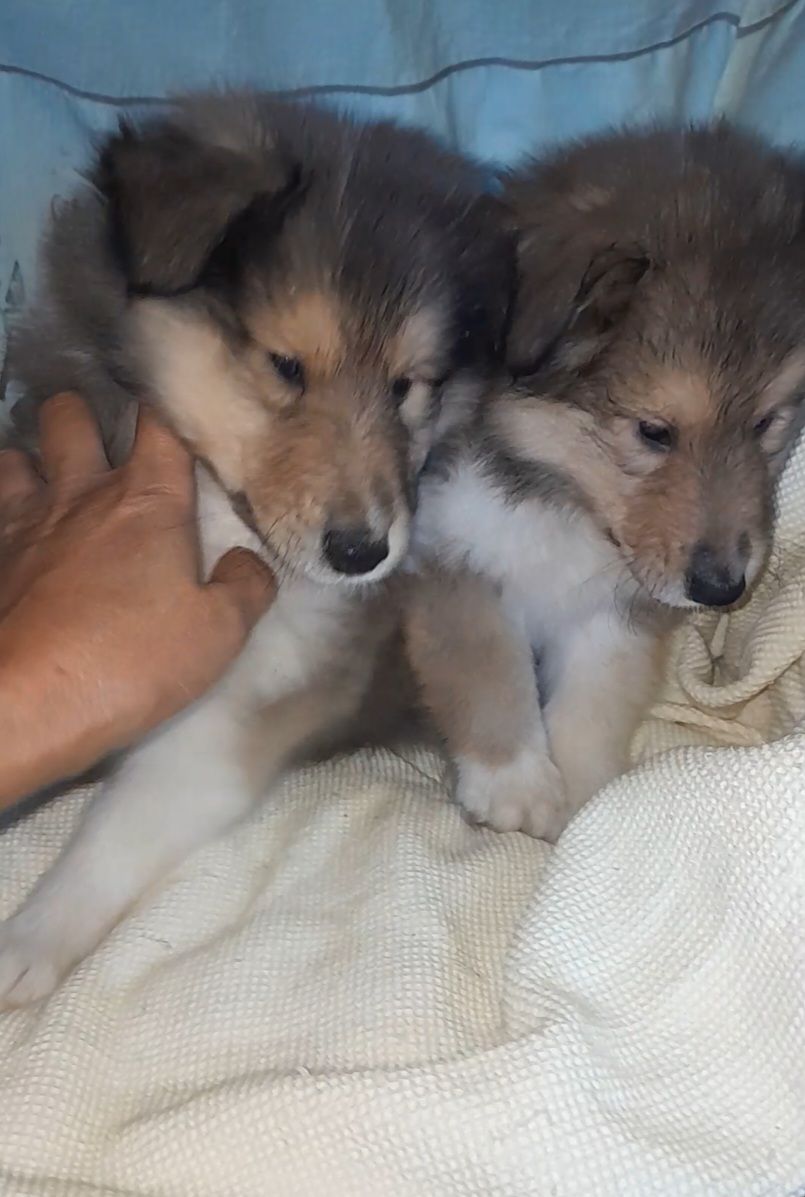 Кобельки колли КСУ