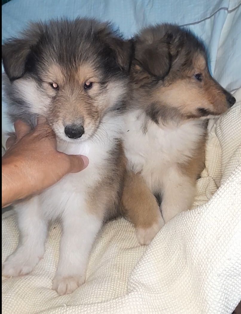 Кобельки колли КСУ