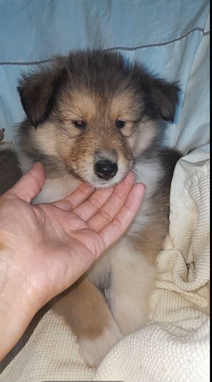 Кобельки колли КСУ