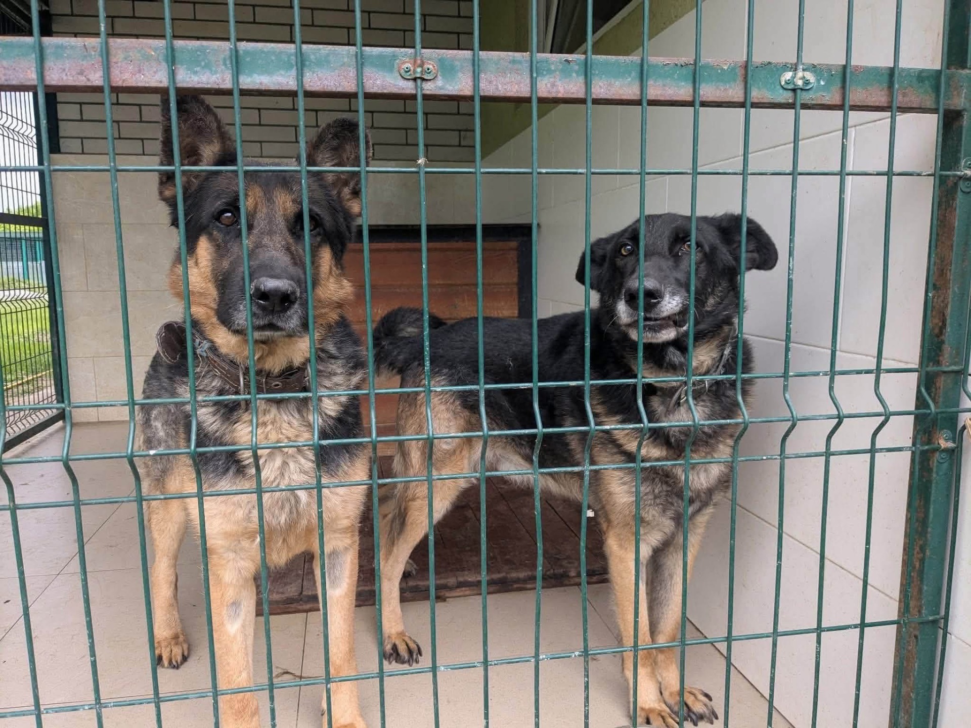 Байкал мріє знову стати домашнім!