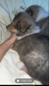 Кобельки колли КСУ