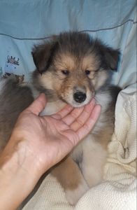 Кобельки колли КСУ