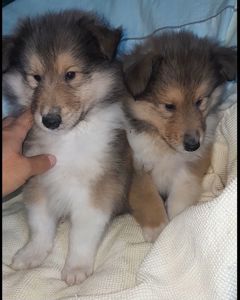 Кобельки колли КСУ