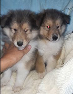 Кобельки колли КСУ