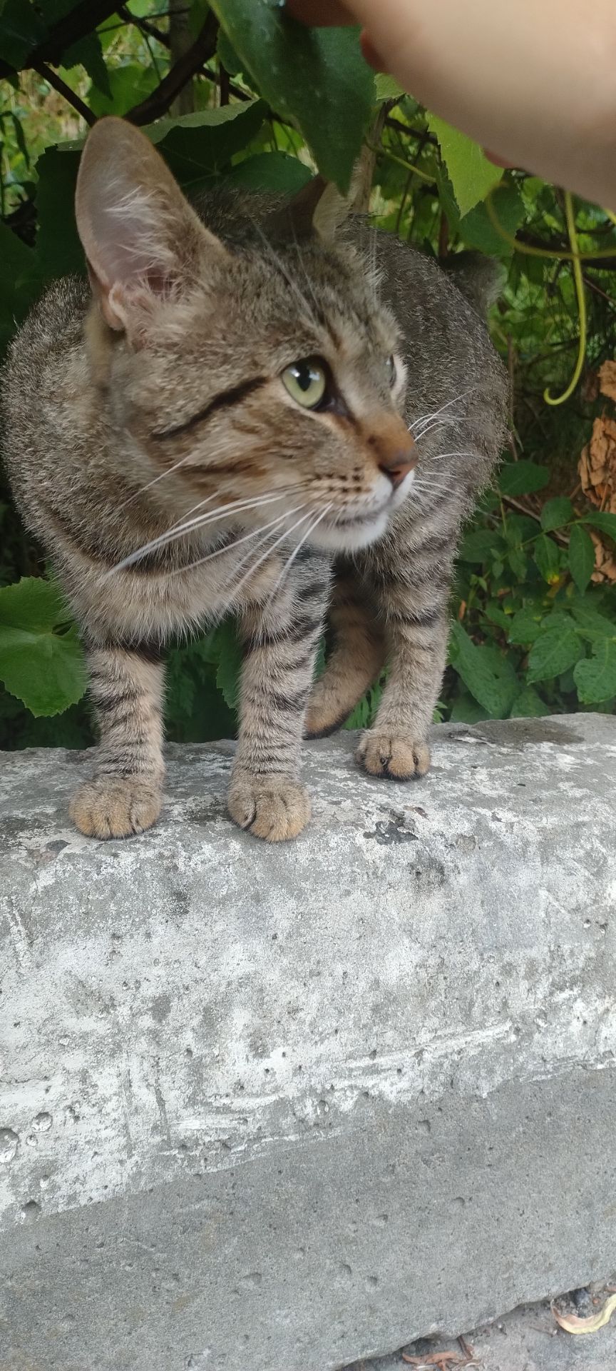 Молодий чемний котик в пошуках сім'ї