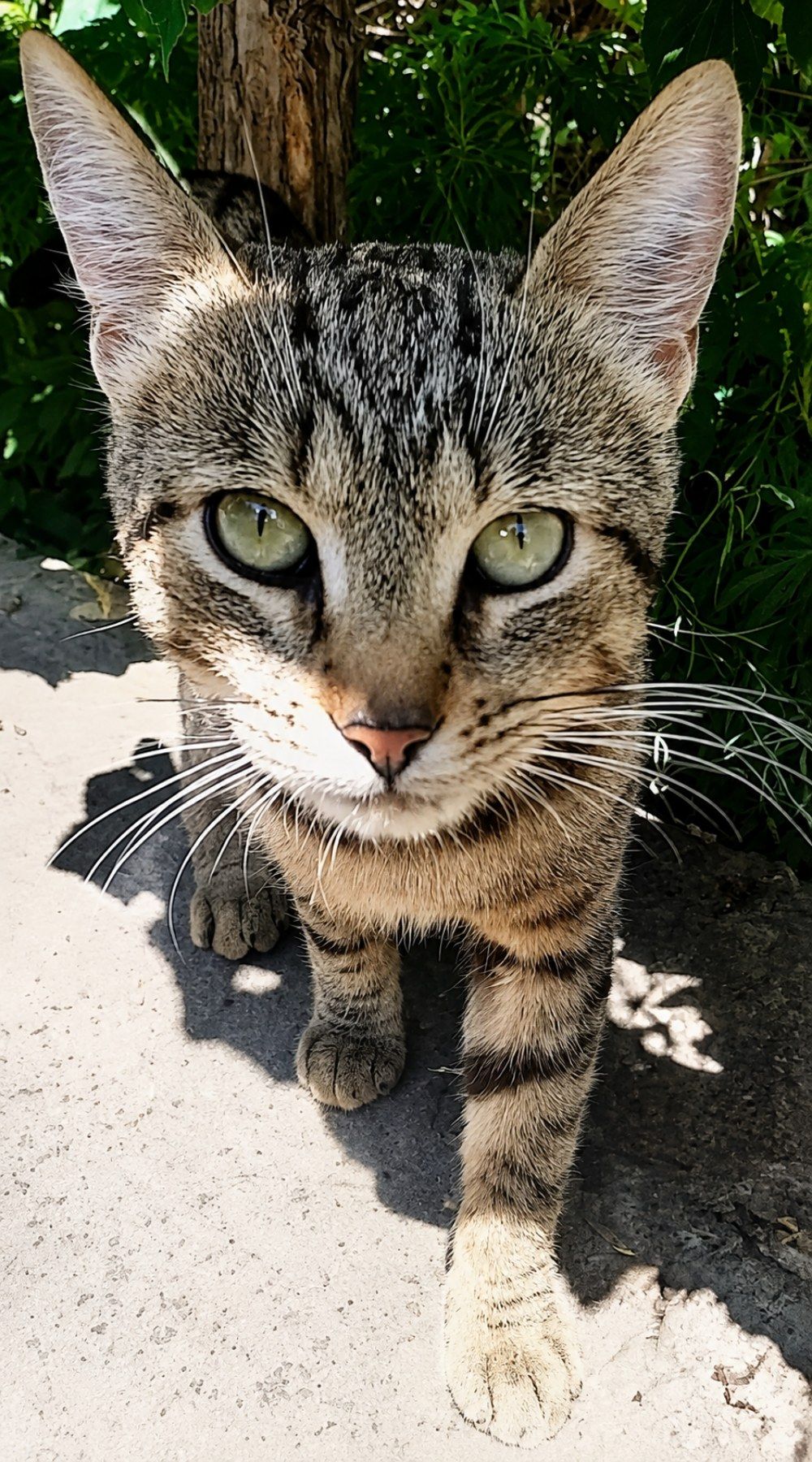 Молодий чемний котик в пошуках сім'ї