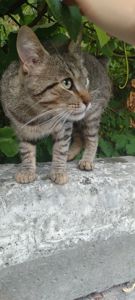 Молодий чемний котик в пошуках сім'ї