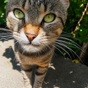 Молодий чемний котик в пошуках сім'ї