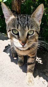 Молодий чемний котик в пошуках сім'ї
