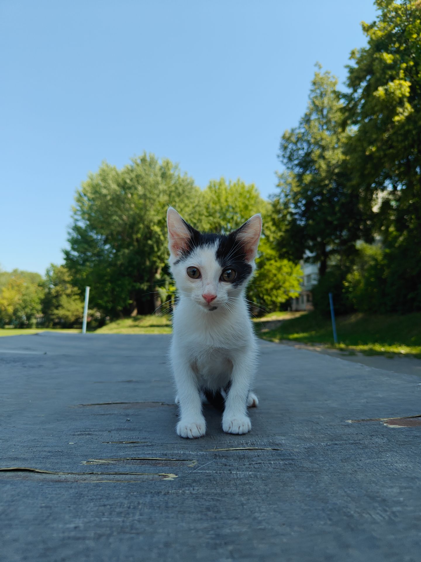 Кошенята хлопчики шукають дім