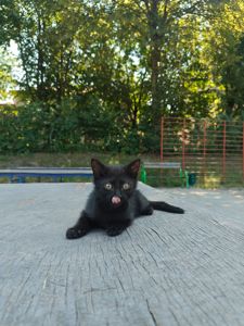 Кошенята хлопчики шукають дім