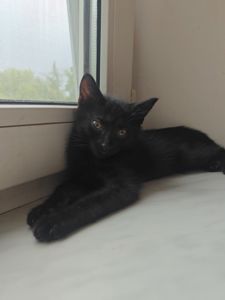 Кошенята хлопчики шукають дім