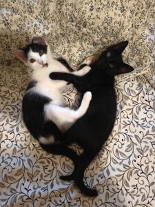 Кошенята хлопчики шукають дім