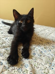 Кошенята хлопчики шукають дім