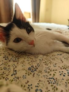 Кошенята хлопчики шукають дім
