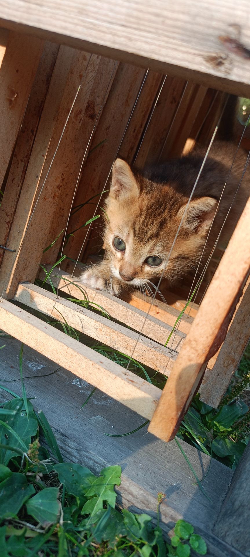 Кошенята шукають родину