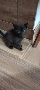 Кошенята шукають родину