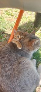 Кошенята шукають родину