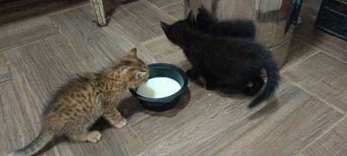 Кошенята шукають родину