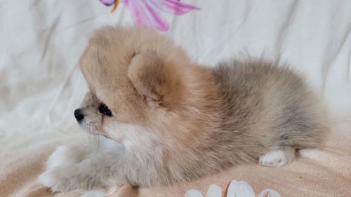 Мальчик мишка померанского шпица