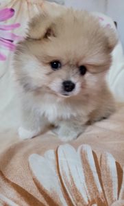 Мальчик мишка померанского шпица