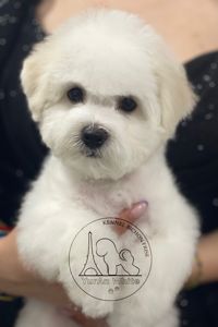 цуценята Бішон Фрізе з розплідника "YURAN WHITE" продаж