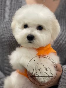 цуценята Бішон Фрізе з розплідника "YURAN WHITE" продаж