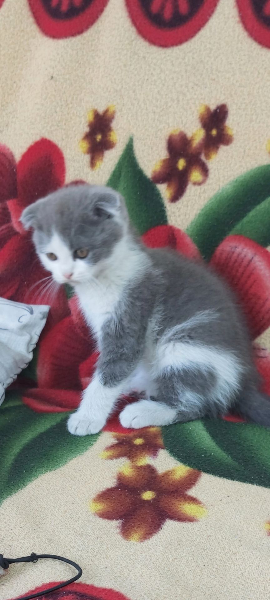Шотландські кошенята