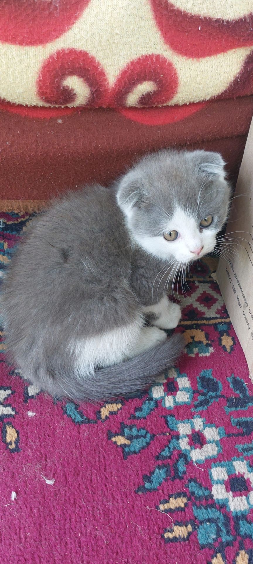Шотландські кошенята
