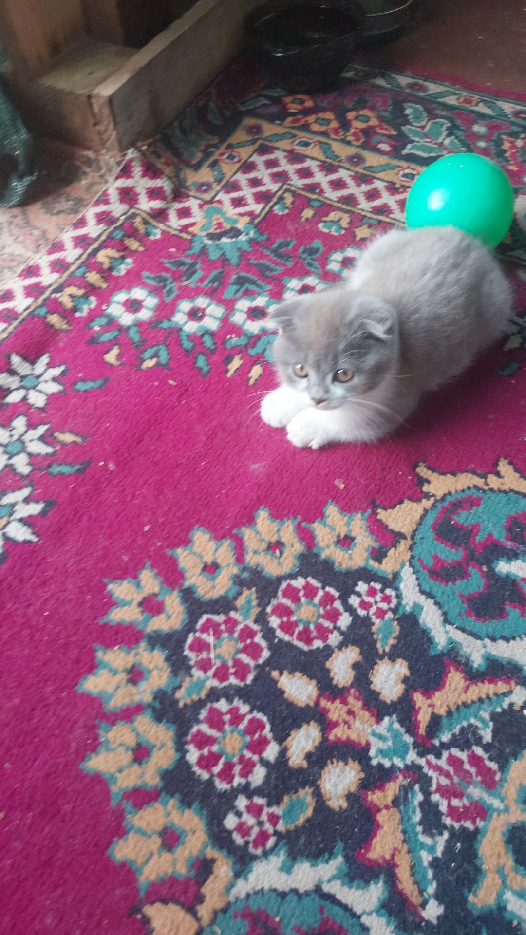 Шотландські кошенята