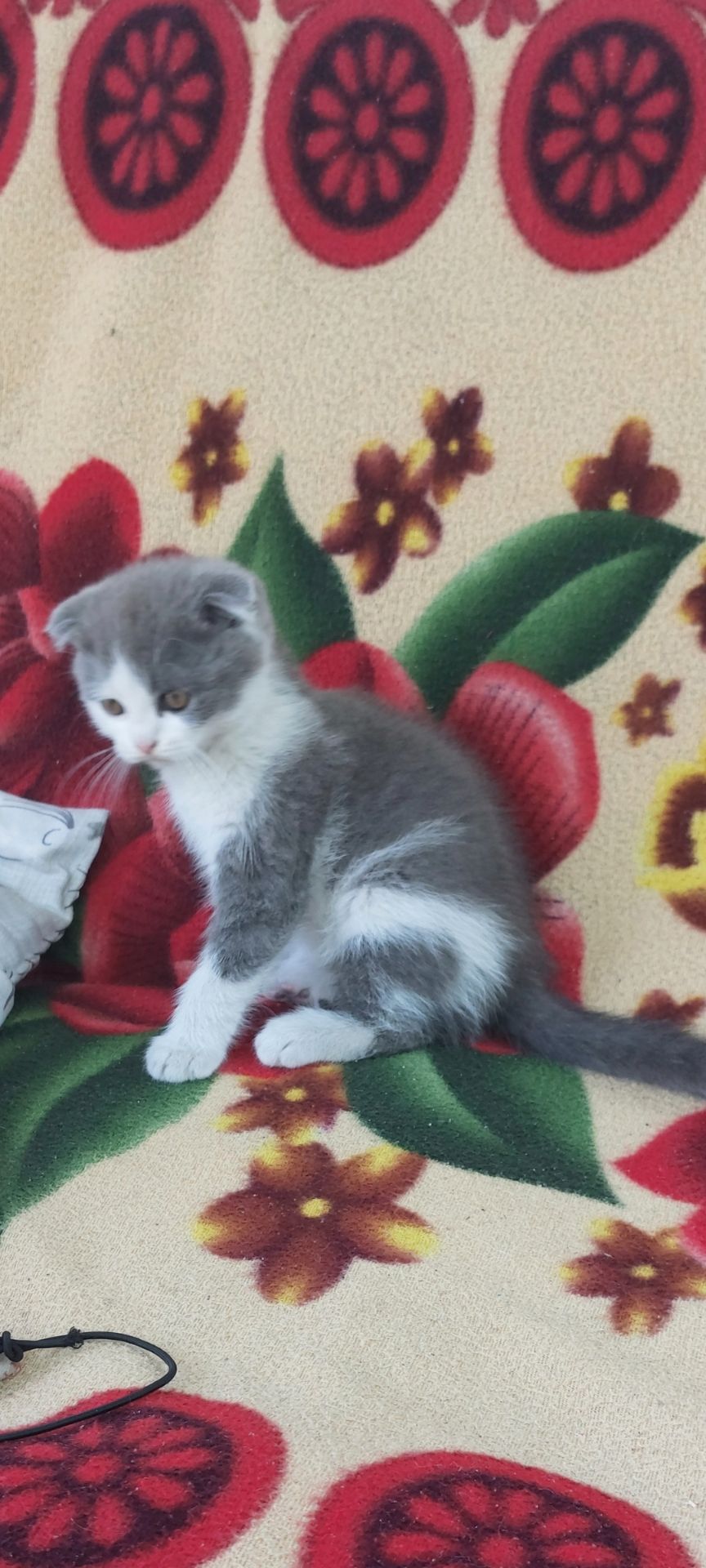 Шотландські кошенята