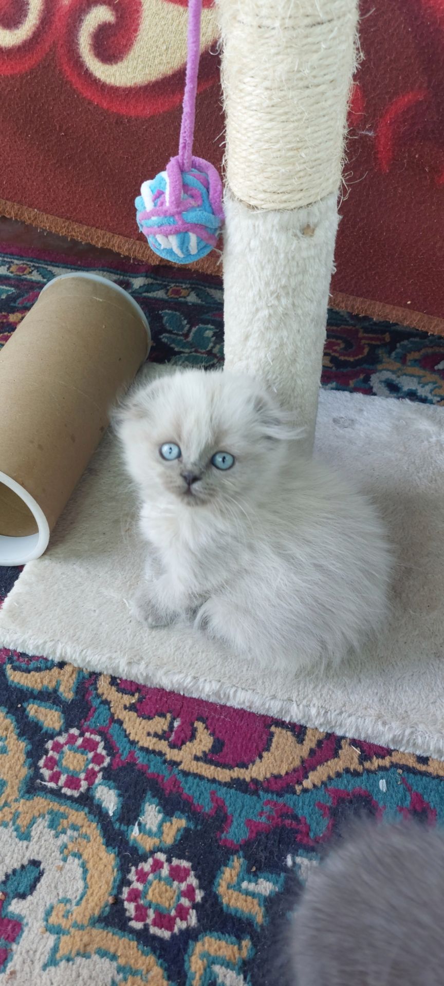 Шотландські кошенята