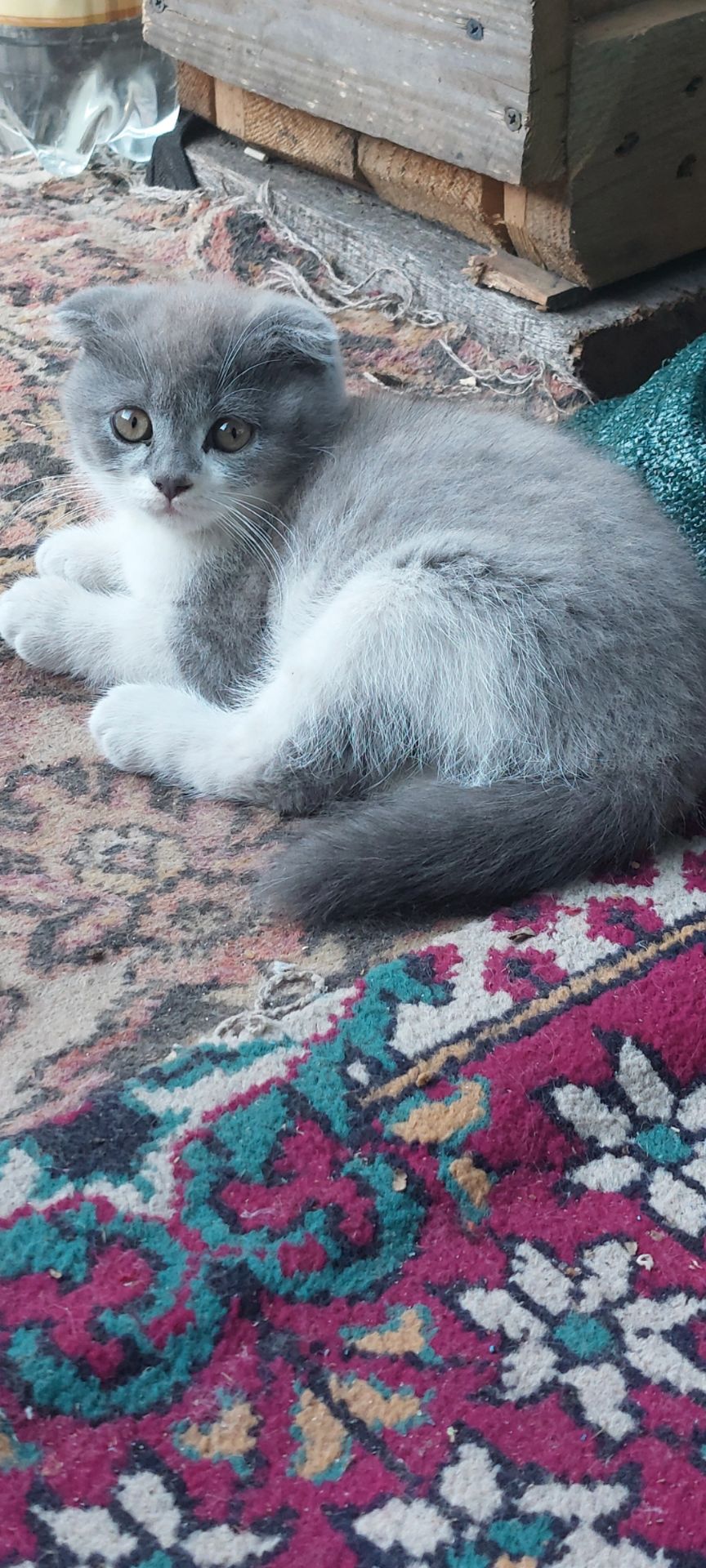 Шотландські кошенята