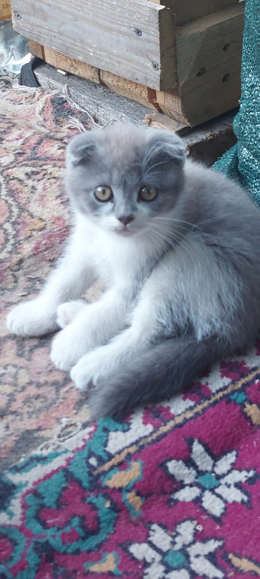 Шотландські кошенята