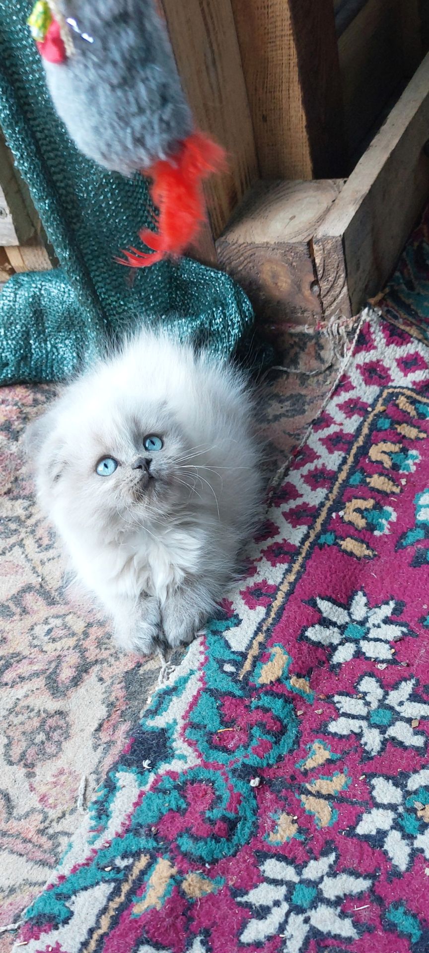 Шотландські кошенята