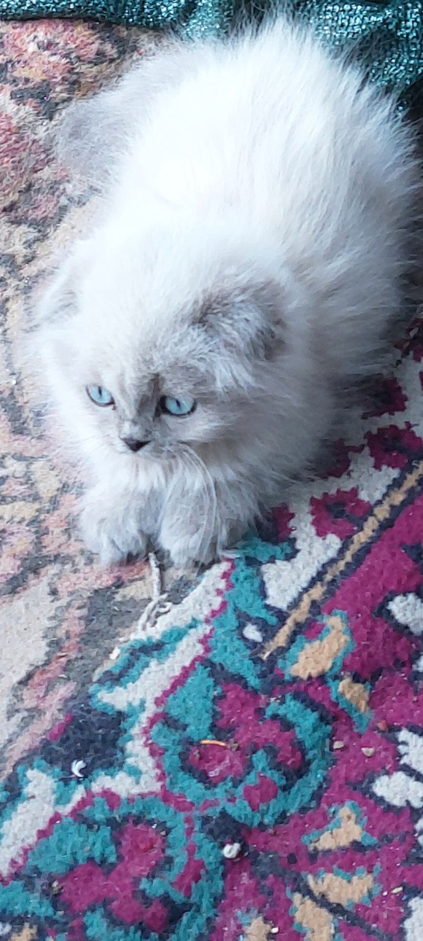 Шотландські кошенята