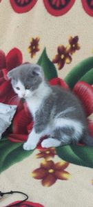 Шотландські кошенята