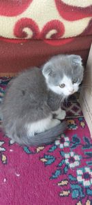 Шотландські кошенята