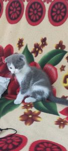 Шотландські кошенята