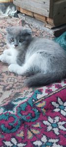 Шотландські кошенята