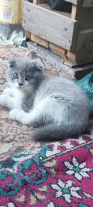 Шотландські кошенята