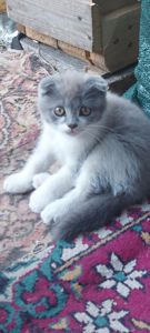 Шотландські кошенята