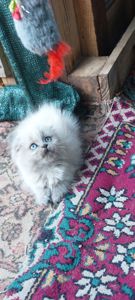 Шотландські кошенята
