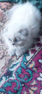 Шотландські кошенята