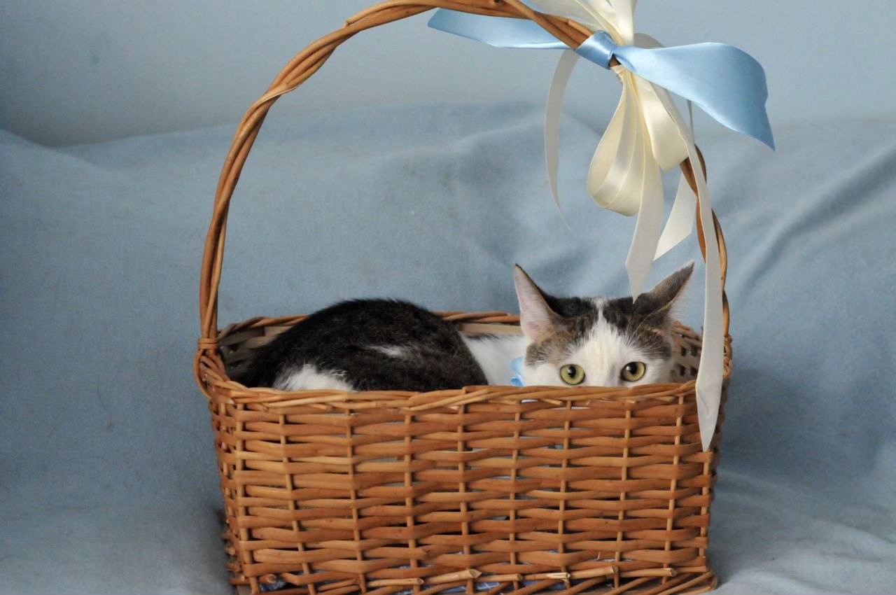 Кошеня Саша
