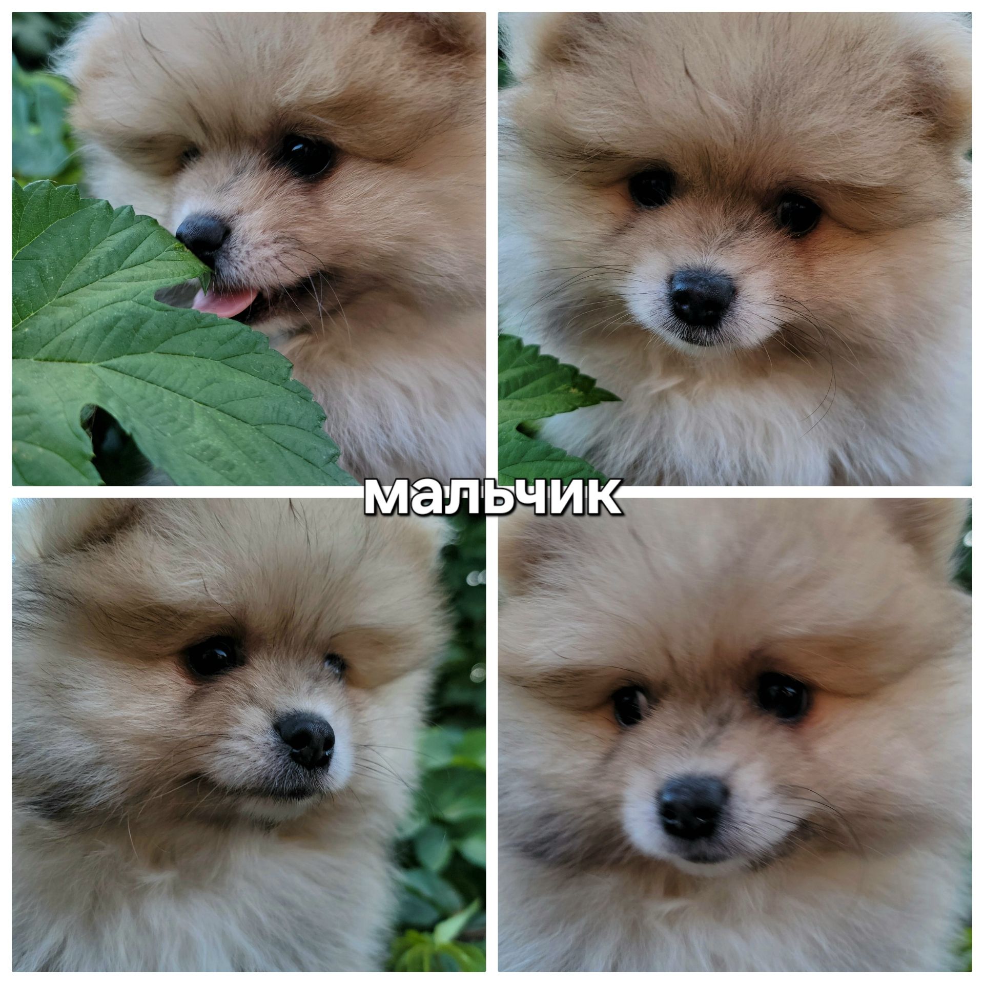 Малыши померанского шпица