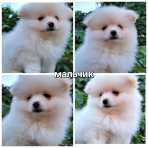 Малыши померанского шпица