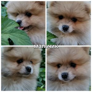 Малыши померанского шпица