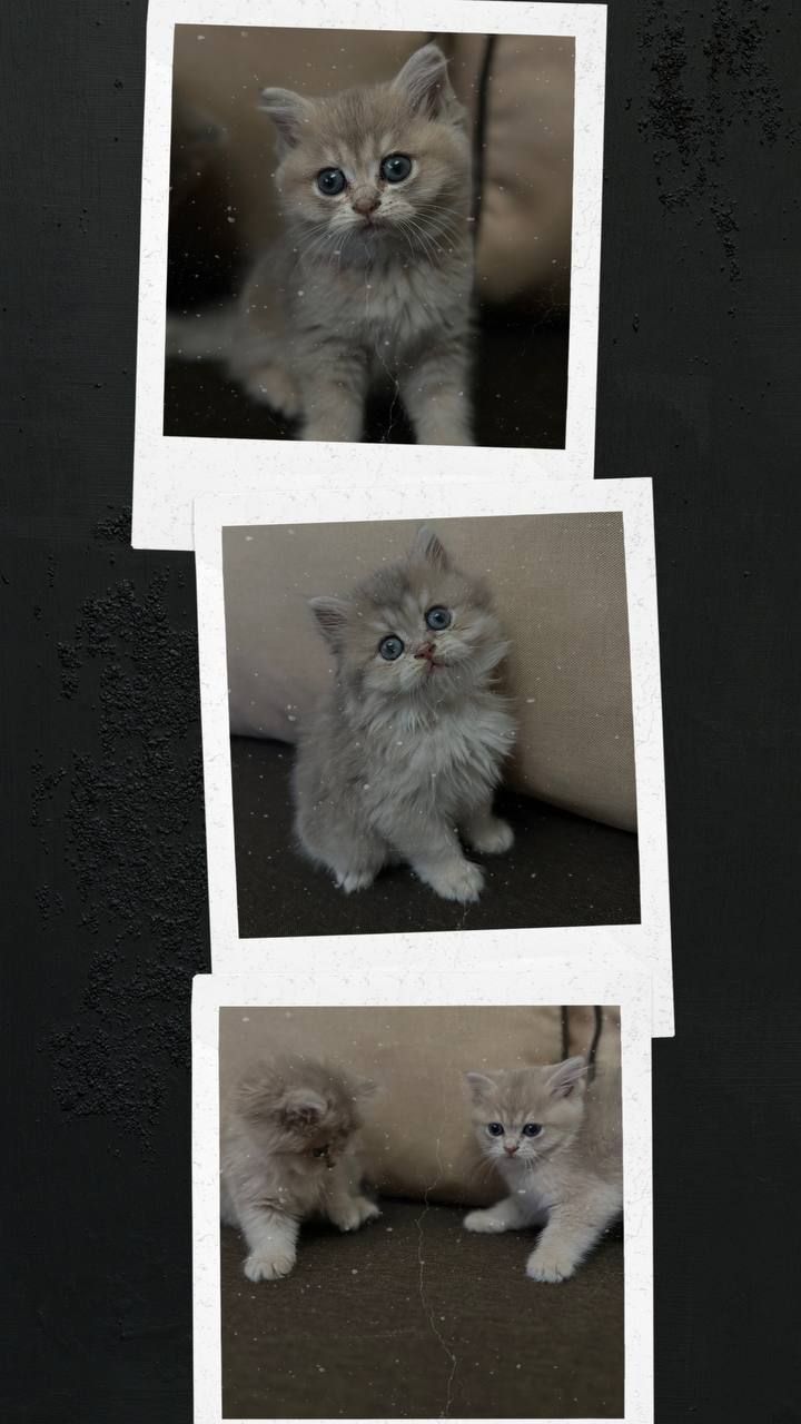 Кошенята шотландська