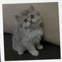 Кошенята шотландська